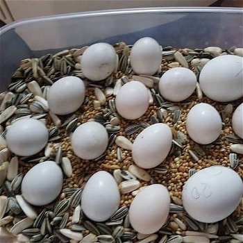 Bevruchte papegaaien eieren te koop - 1