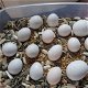 Bevruchte papegaaien eieren te koop - 1 - Thumbnail