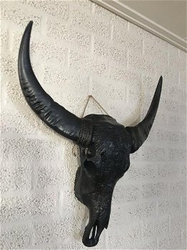 schedel van een stier - 1
