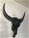 schedel van een stier - 1 - Thumbnail