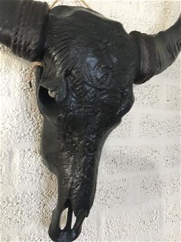 schedel van een stier - 2