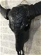 schedel van een stier - 4 - Thumbnail
