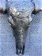 schedel van een stier - 6 - Thumbnail