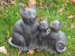 katten beeld , kat , poes - 3 - Thumbnail