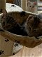 Mooie raskat Turkse Van kittens - 2 - Thumbnail