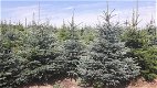 Blauwe Spar Blauwspar 1,00-2,80m kerstbomen Plantage Poland - 0 - Thumbnail