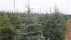 Blauwe Spar Blauwspar 1,00-2,80m kerstbomen Plantage Poland - 3 - Thumbnail