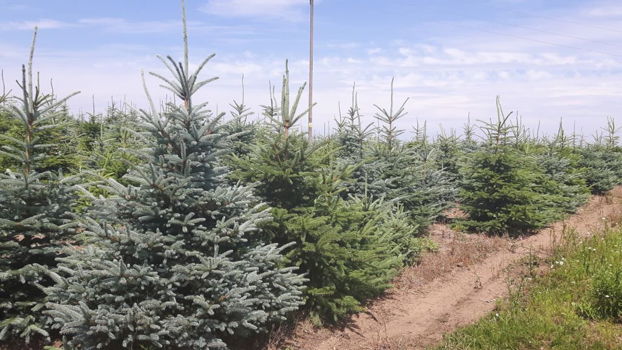 Blauwe Spar Blauwspar 1,00-2,80m kerstbomen Plantage Poland - 4