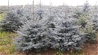 Blauwe Spar Blauwspar 1,00-2,80m kerstbomen Plantage Poland - 5 - Thumbnail