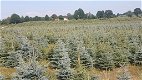 Blauwe Spar Blauwspar 1,00-2,80m kerstbomen Plantage Poland - 6 - Thumbnail