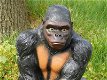 aap , gorilla , kado - 0 - Thumbnail