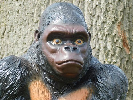 aap , gorilla , kado - 7