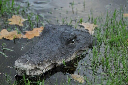 krokodil , hoofd van krokodil - 3