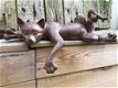 katten beeld , kat , poes - 5 - Thumbnail