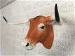 longhorn , stier , stierenkop - 2 - Thumbnail