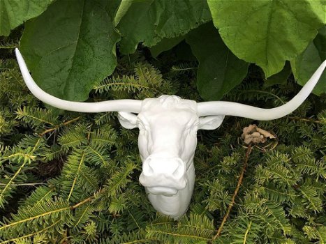 muurdecoratie stier , stier , longhoorn - 6