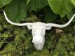 muurdecoratie stier , stier , longhoorn - 6 - Thumbnail