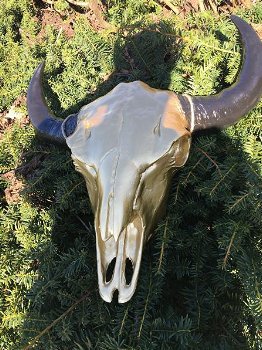 wanddecoratie , stier , stierenschedel - 4