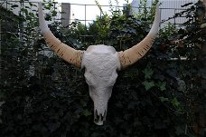 wanddecoratie , stierenschedel , stier , skull