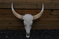 wanddecoratie , stierenschedel , stier , skull - 4 - Thumbnail