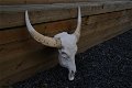 wanddecoratie , stierenschedel , stier , skull - 5 - Thumbnail