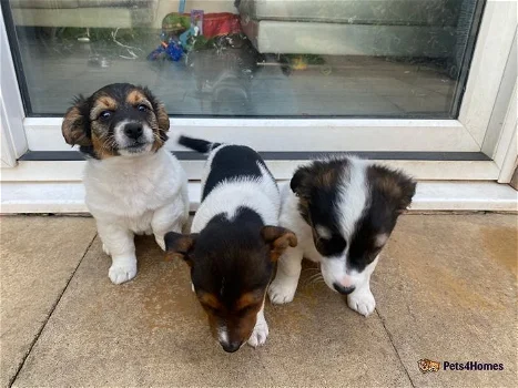 Jack Russell puppies for sale!!!! - 0