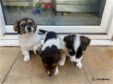 Jack Russell puppies for sale!!!!