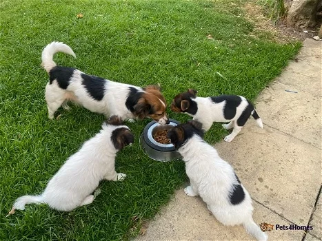 Jack Russell puppies for sale!!!! - 1