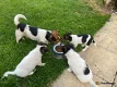 Jack Russell puppies for sale!!!! - 1 - Thumbnail