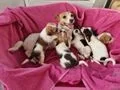 Prachtig nest van raszuivere Jack Russell-puppy's op zoek naar hun voor altijd nieuwe thuis. - 0