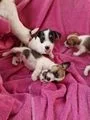 Prachtig nest van raszuivere Jack Russell-puppy's op zoek naar hun voor altijd nieuwe thuis. - 2