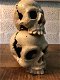 schedel kandelaar - 2 - Thumbnail