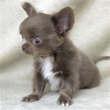 Chihuahua - op zoek naar een mooi en liefdevol huis - 0