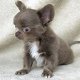 Chihuahua - op zoek naar een mooi en liefdevol huis - 0 - Thumbnail