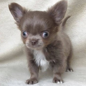 Chihuahua - op zoek naar een mooi en liefdevol huis - 1