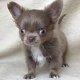 Chihuahua - op zoek naar een mooi en liefdevol huis - 1 - Thumbnail