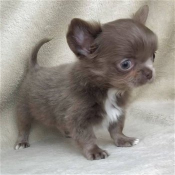 Chihuahua - op zoek naar een mooi en liefdevol huis - 2