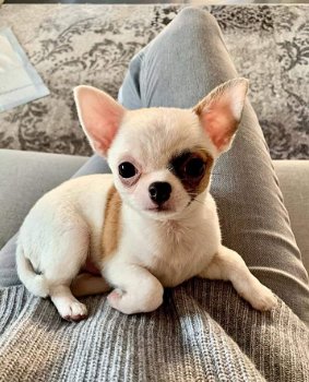 Chihuahua te koop tegen betaalbare beschikbaar - 0