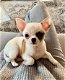 Chihuahua te koop tegen betaalbare beschikbaar - 0 - Thumbnail