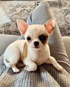 Chihuahua te koop tegen betaalbare beschikbaar