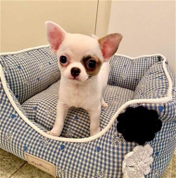 Chihuahua te koop tegen betaalbare beschikbaar - 1