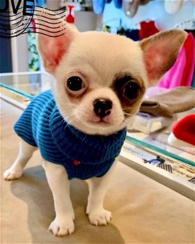 Chihuahua te koop tegen betaalbare beschikbaar - 2