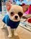 Chihuahua te koop tegen betaalbare beschikbaar - 2 - Thumbnail