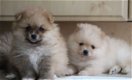 Pommeren Puppies Nu Klaar - 0 - Thumbnail