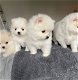 Pommeren Puppies Nu Klaar - 1 - Thumbnail