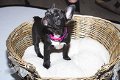 liefhebbende Franse Bulldog-puppy's beschikbaar en klaar - 0 - Thumbnail