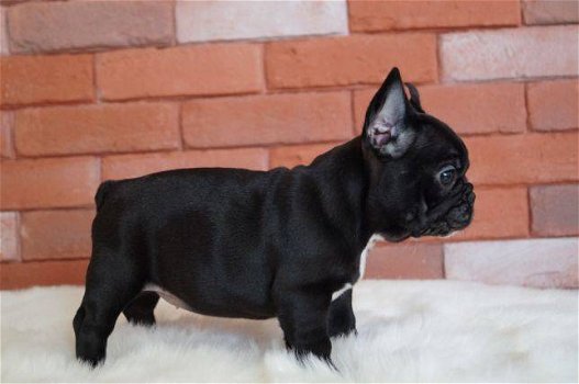 liefhebbende Franse Bulldog-puppy's beschikbaar en klaar - 1