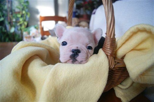 liefhebbende Franse Bulldog-puppy's beschikbaar en klaar - 2