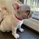 Franse Bulldog-puppy's beschikbaar en klaar - 2 - Thumbnail