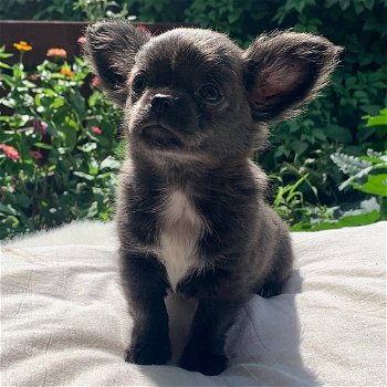 Prachtige chihuahua klaar voor hun nieuwe thuis - 0